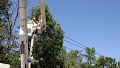 Lights and Flowers City Tree Service